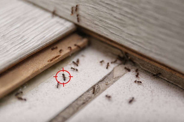 Best Affordable Pest Control Services  in Bessemer, MI